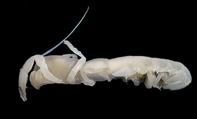 Ghost Shrimp  Census of Marine Life